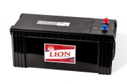 Lion-491